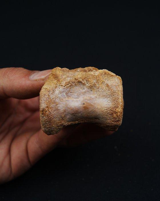 Dinosaurus - Fossiel wervelbot - Spinosaurus aegyptiacus, Verzamelen, Mineralen en Fossielen