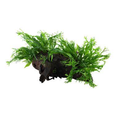 Microsorum pteropus Windelov op hout, Animaux & Accessoires, Poissons | Aquariums & Accessoires, Envoi