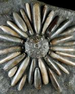 Fossiele zeekhoorn!!! - Schelp met radiolen - Gefossiliseerd
