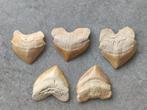 PREMIUM set van 5 KRAAIHAAI-tanden - Fossiele tanden -
