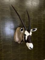 Oryx Taxidermie Opgezette Dieren By Max, Verzamelen, Dierenverzamelingen, Nieuw, Wild dier, Opgezet dier, Ophalen of Verzenden