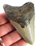 Fossiele tand - Carcharocles Megalodon - Rare Fossil Tooth -