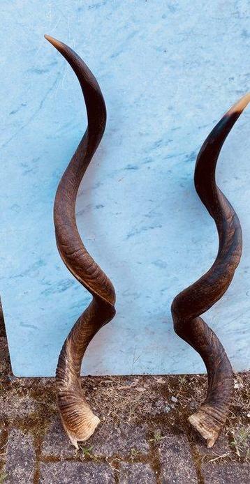 Antilope kudu Taxidermie wandmontage - Tragelaphus