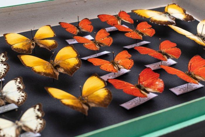 Vlindercollectie - Entomologie - Rood Oranje Gliders, Verzamelen, Dierenverzamelingen