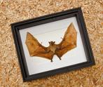 Painted Vesper Bat - framed Taxidermie volledige montage -