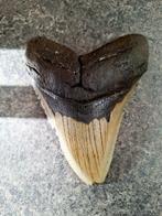 Megalodon - Fossiele tand - 12.6 cm - 9.7 cm