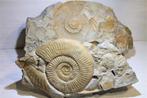 Ammoniet - Gefossiliseerde schelp - Ammonite Orthosphinctes