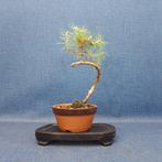 Den bonsai (Pinus) - Hoogte (boom): 19 cm - Diepte (boom):