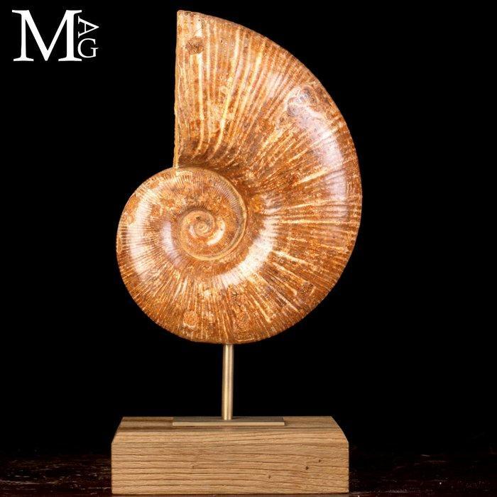 Fossil Ammonite Lytoceras – Prehistorische elegantie op een, Collections, Minéraux & Fossiles