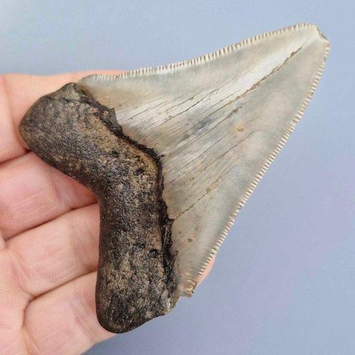 Megalodon Shark - Fossiele tand - megaselachus megalodon -, Verzamelen, Mineralen en Fossielen