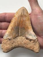 Megalodon tand 11,4 cm - Fossiele tand - Carcharocles