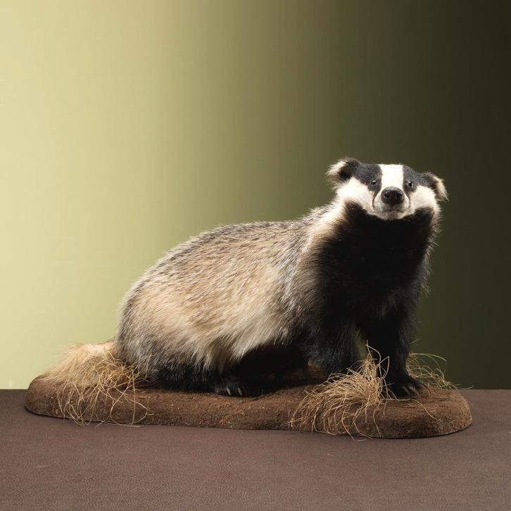 Das Taxidermie Opgezette Dieren By Max, Collections, Collections Animaux, Enlèvement ou Envoi