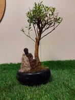 Syzygium - Hoogte (boom): 23 cm - Diepte (boom): 10 cm -