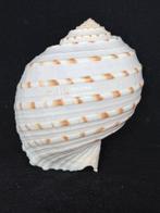 Escargot de mer Coquillage marin - S-119 TONNA DOLIUM (Sans, Collections