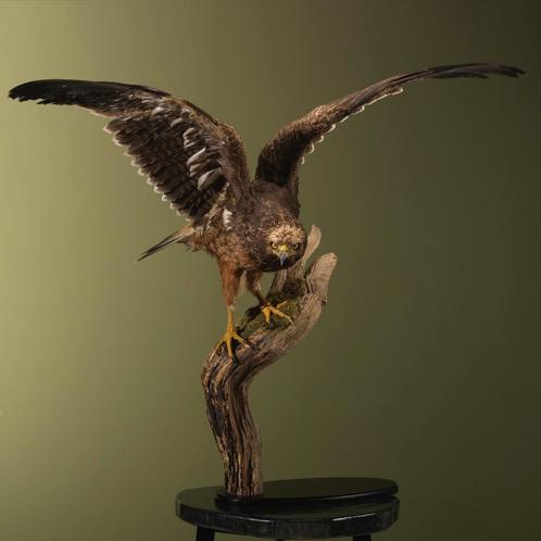 Steenarend X Steppearend Taxidermie Opgezette Dieren By Max, Verzamelen, Dierenverzamelingen, Opgezet dier, Nieuw, Vogel, Ophalen of Verzenden