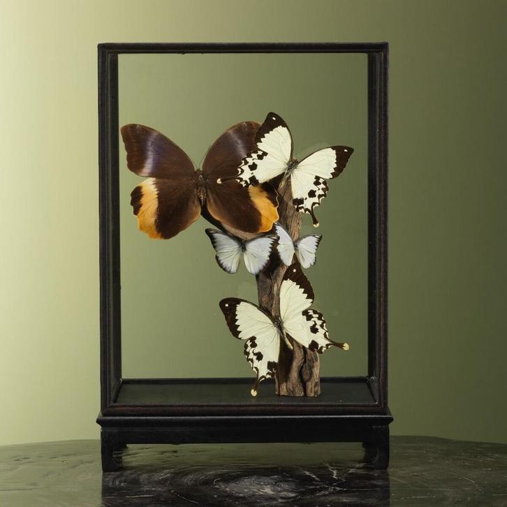 Vlinders in Vitrine Taxidermie Opgezette Dieren By Max, Verzamelen, Dierenverzamelingen, Opgezet dier, Nieuw, Insect, Ophalen of Verzenden