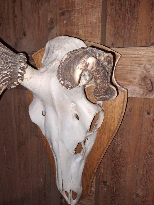 Edelhert Schedel - Cervus elaphus - 120 cm - 30 cm - 55 cm-, Verzamelen, Dierenverzamelingen