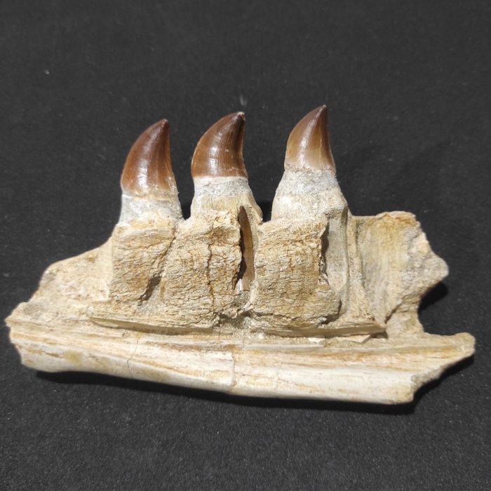 Zeereptiel - Gefossiliseerde kaak - Mosasaurus sp. - 19 cm -, Antiquités & Art, Curiosités & Brocante