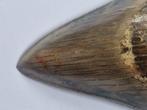 Megalodon - Fossiele tand - Otodus (Carcharocles) megalodon, Verzamelen, Mineralen en Fossielen