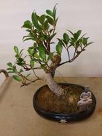 ficus ginseng - Hoogte (boom): 33 cm - Diepte (boom): 25 cm, Antiek en Kunst