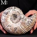 Prachtig ammonietfossiel - Fossiel fragment - Ammonite, Collections, Minéraux & Fossiles