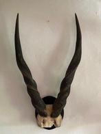 Éland du lord Derby Crâne - Taurotragus derbianus - 83 cm -, Nieuw