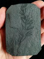 Fossiele plant met uitzonderlijke conservering!! - Cola de