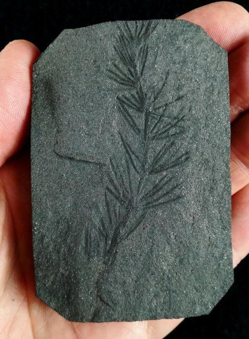 Fossiele plant met uitzonderlijke conservering!! - Cola de, Verzamelen, Mineralen en Fossielen