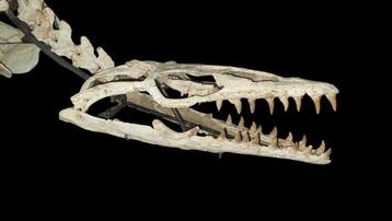 Zeereptiel - Fossiel skelet - Mosasaurio Platecarpus - 2 m -
