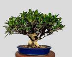 Vijgenboom bonsai (Ficus) - Hoogte (boom): 25 cm - Diepte