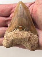 Megalodon tand 9,1 cm - Fossiele tand - Carcharocles, Verzamelen, Mineralen en Fossielen