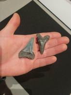 Haai - Fossiele tand - Cosmopolitodus Hastalis - 5.4 cm