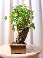 Drietand Esdoorn (Acer Buergerianum) - Hoogte (boom): 17 cm