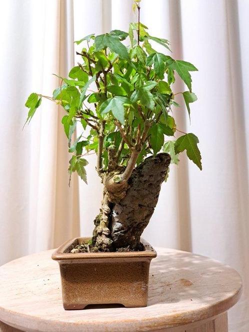 Drietand Esdoorn (Acer Buergerianum) - Hoogte (boom): 17 cm, Antiek en Kunst, Curiosa en Brocante