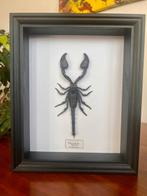 Schorpioen Taxidermie volledige montage - Heterometrus, Nieuw