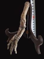 Dinosaur Hand - Fossiel bot - Psittacosaurus sp. - 15 cm - 8