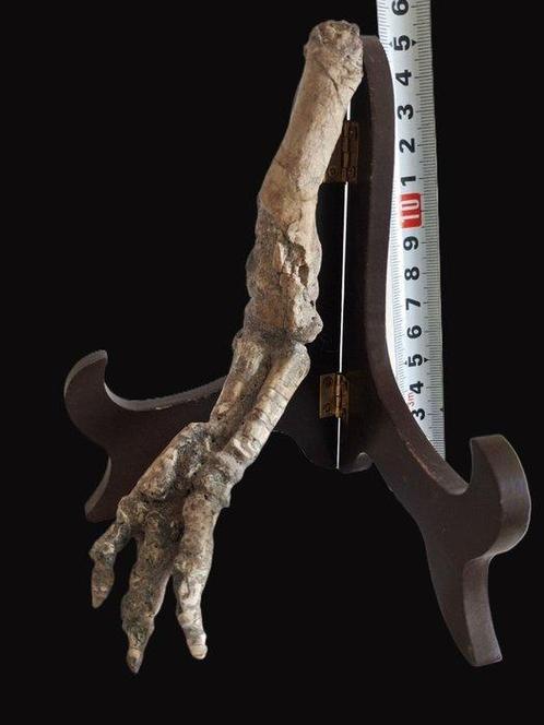 Dinosaur Hand - Fossiel bot - Psittacosaurus sp. - 15 cm - 8, Verzamelen, Mineralen en Fossielen