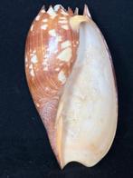 Zeeslak Zeeschelp - S-120 MELO AMPHORA (Zonder minimumprijs)