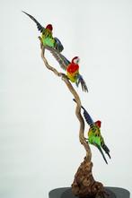 Prachtrosella - Geringd Taxidermie volledige montage -, Nieuw