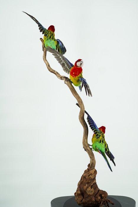 Prachtrosella - Geringd Taxidermie volledige montage -, Verzamelen, Dierenverzamelingen