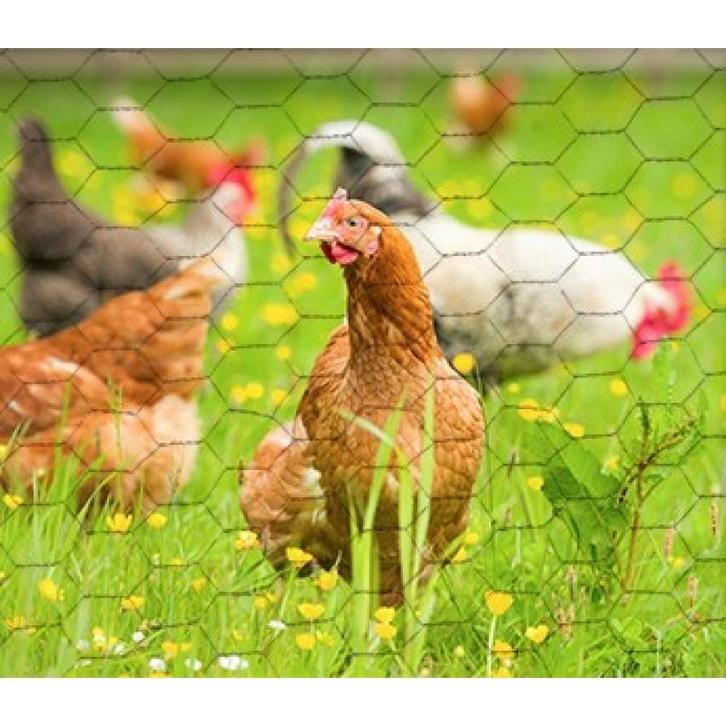 Kippengaas volieregaas konijnengaas - giardino hexagonaal, Animaux & Accessoires, Box & Pâturages