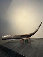 Spaanse stier Hoorns - Bos taurus - 17 cm - 68 cm - 7 cm-