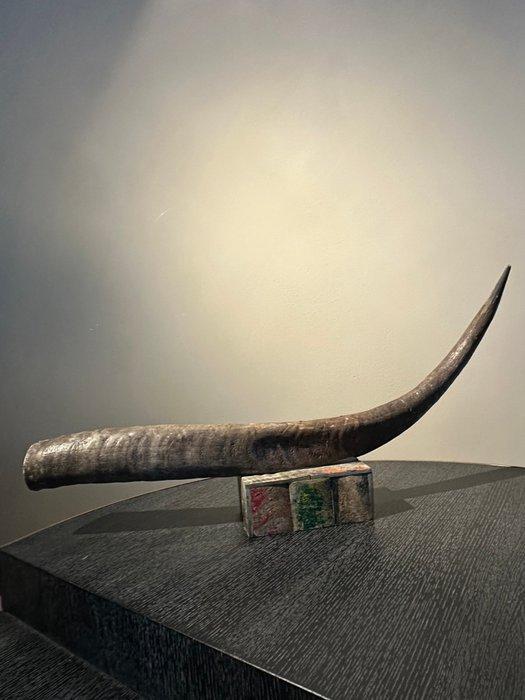 Spaanse stier Hoorns - Bos taurus - 17 cm - 68 cm - 7 cm-, Antiquités & Art, Curiosités & Brocante