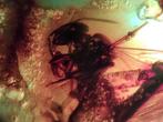 FOSSIL-GEWELDIG!! Dominicaanse amber - 75 ct- 15 g