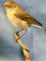 Beccafico Taxidermie volledige montage - Sylvia borin (with, Verzamelen, Nieuw