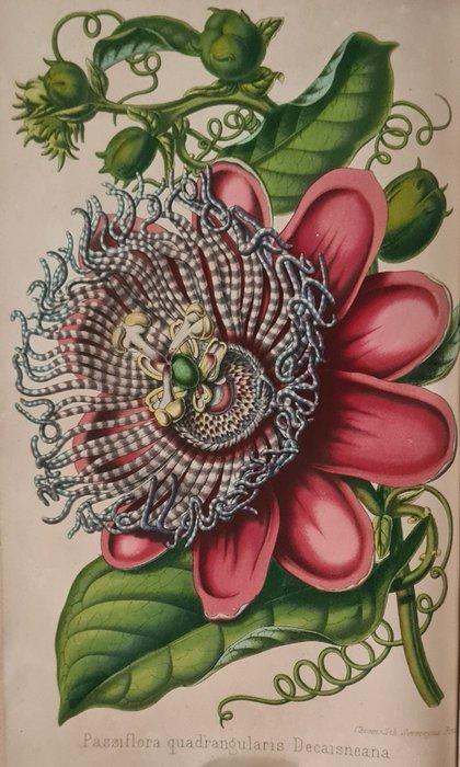 Pierre Antoine Poiteau/Pierre-Denis Pepin/Louis de Vilmorin, Antiek en Kunst, Antiek | Boeken en Manuscripten