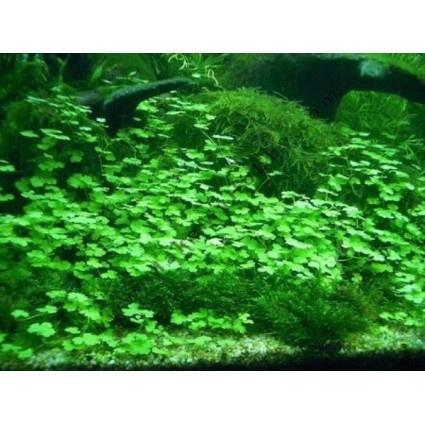 Hydrocotyle Sibthorpioides - In Vitro, Dieren en Toebehoren, Vissen | Aquaria en Toebehoren, Nieuw, Verzenden