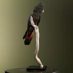 Roodstaartraafkaketoe Taxidermie Opgezette Dieren By Max, Verzamelen, Dierenverzamelingen, Ophalen of Verzenden, Nieuw, Vogel