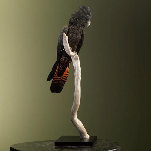 Roodstaartraafkaketoe Taxidermie Opgezette Dieren By Max, Verzamelen, Dierenverzamelingen, Opgezet dier, Nieuw, Vogel, Ophalen of Verzenden
