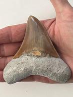 Megalodon tand 9,7 cm - Fossiele tand - Carcharocles